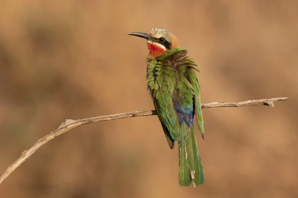 Bianco-fronted apicoltore pulizia su un ramo — Foto Stock