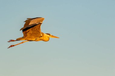 Akşam güneşinde uçan gri balıkçıl
