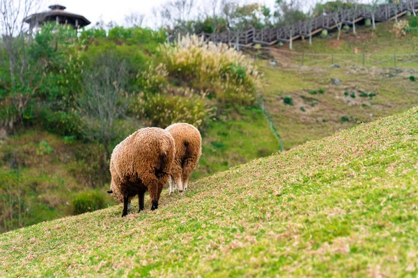 Braune Schafe Bauernhof Rück Oder Rückansicht — Stockfoto
