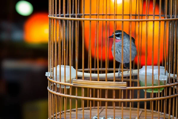 Tiny Bird Birdcage — Stock Photo, Image