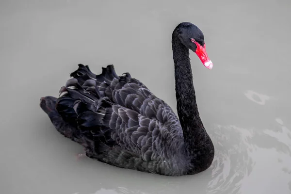水の中に浮かぶ黒鳥 — ストック写真