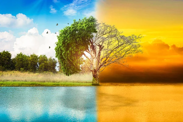 Environmental Concepts Live Dead Big Tree — Stock Photo, Image