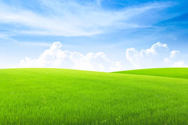 Pole Zielonej Trawie Niebieskim Niebem Tle — Zdjęcie stockowe