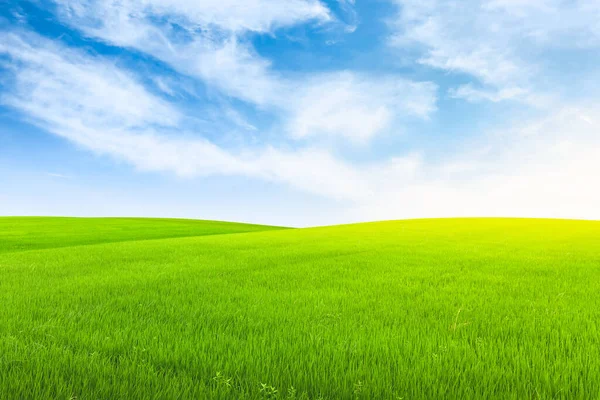 Поле Зеленій Траві Блакитним Небом Фоні — стокове фото