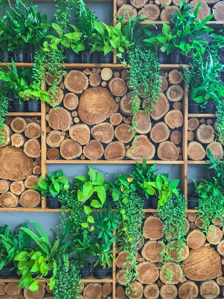 Zielona Roślina Stos Drewna Tle Ściany — Zdjęcie stockowe