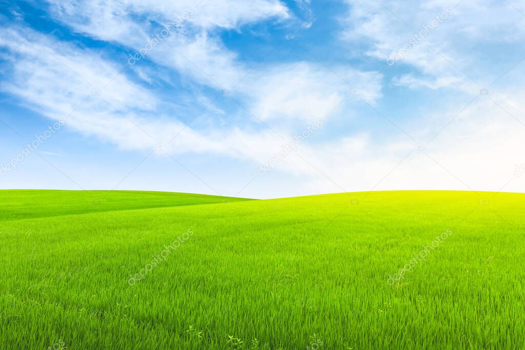 Field on green grass with blue sky on background.