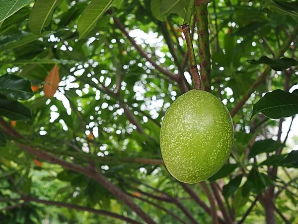 Fruit Alstonia Scholaris Arbre Arbre Diabolique Dans Nature — Photo
