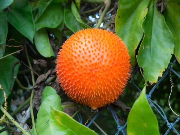 Gac Fruit Baby Jackfruit Fruits Tropicaux Asie Sud Est Riche — Photo