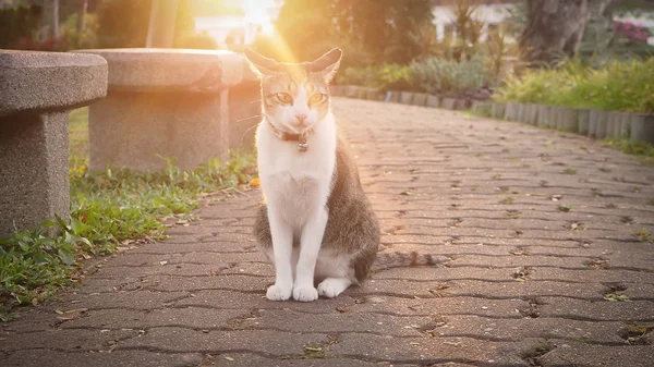 Kot Siedzi Parku Chodnik Promieniami Słońca Rano — Zdjęcie stockowe
