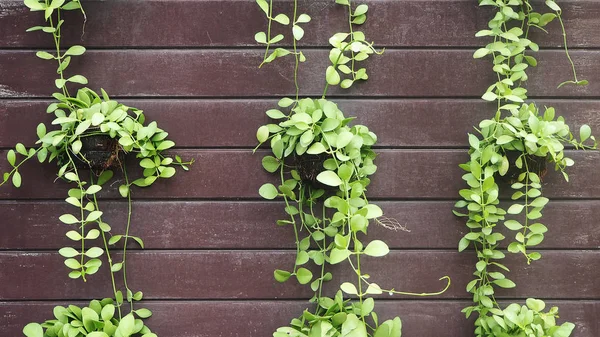 Folhas Verdes Dischidia Nummularia Dischidia Nummularia Corda Níquel Rastejando Planta Fotos De Bancos De Imagens