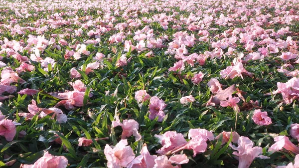 Pink flowers fallen on green grass floor in spring season.