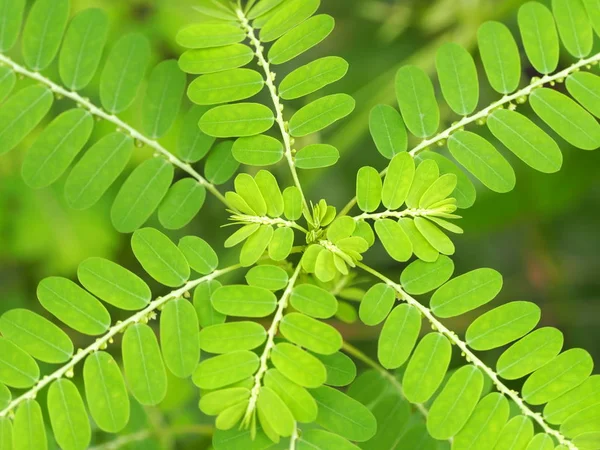 Tay bitkisi. Chamberbitter, gripeweed, shatterstone, stonebreaker, leafflower veya phyllanthus üriner küçük mimoza.