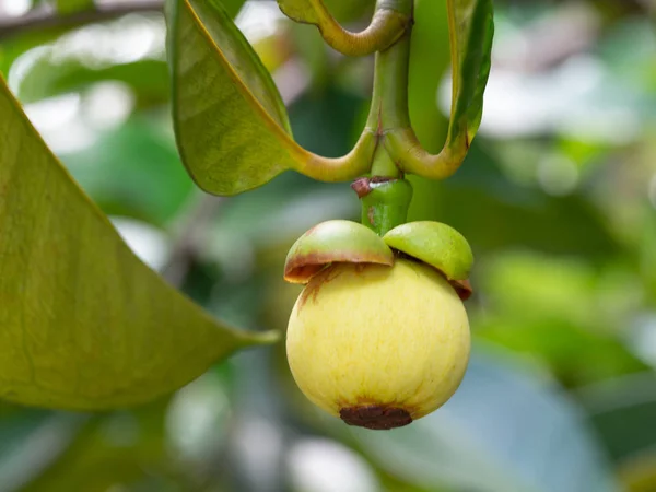 Jeunes Fruits Crus Verts Mangoustan Sur Arbre Dans Jardin Mangoustan — Photo