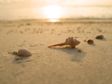 Yaz gününde gün batımında kum sahilde deniz kabukları.