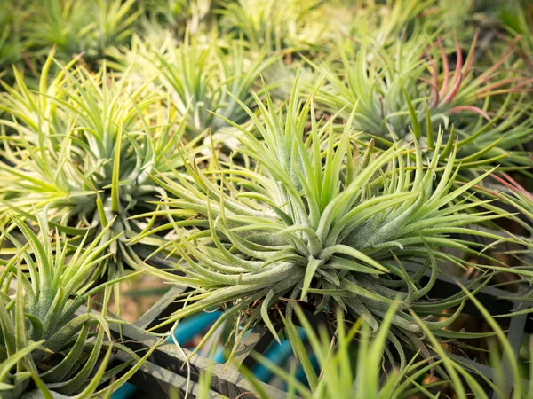 Bitki fidanlıklarında hava tesisi veya Tillandsia büyümesi.