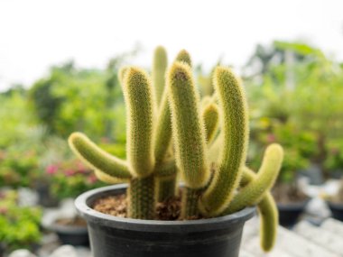 Bahçede saksıda yeşil kaktüs bitki fidanlığı.