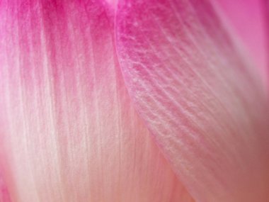 Arka plan veya duvar kağıdı için pembe lotus çiçek veya su Lily yaprakları kadar kapatın.