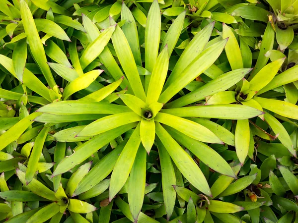 Vivero Plantas Planta Verde Aechmea Fasciata Inflorescencia Bromeliad Planta Urna — Foto de Stock