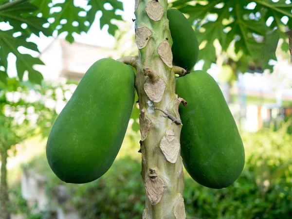 Papaye Verte Biologique Sur Arbre Dans Jardin Plantation — Photo