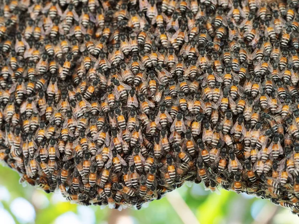 Mézelő Méh Raj Méhkas Lóg Fán Méhsejt Épület Méhsejtszerkezetű Fészket — Stock Fotó