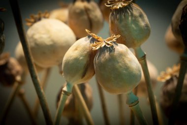 Dried opium poppy or Papaver somniferum or Breadseed poppy. opium drugs plant head. clipart