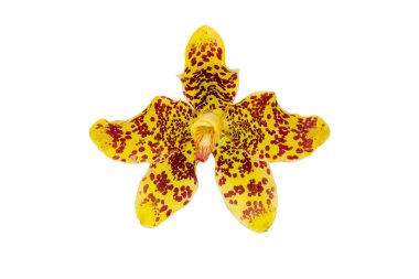 Izole sarı kaplan orkide çiçek veya leopar çiçek. Tayland Yerel orkide.