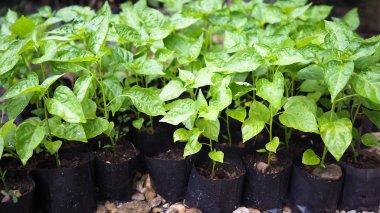 Bahçede küçük biber fidanı ağacı. Küçük yeşil bitki biber fidanı tarım konsepti.