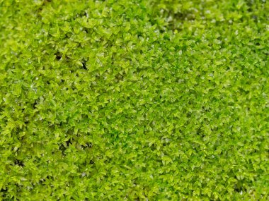 Su damlası ile parlak taze yeşil yosun. Doğada yeşil terk yosun arka plan.