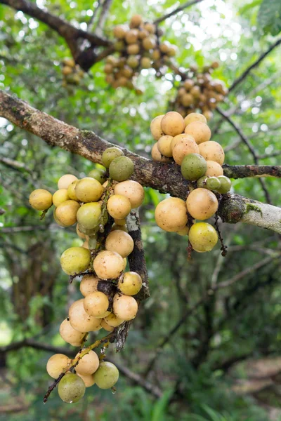 Longkong Langsat Lanzones Lansium Parasiticum Fruit Tree Fruits Asiatiques Locaux — Photo