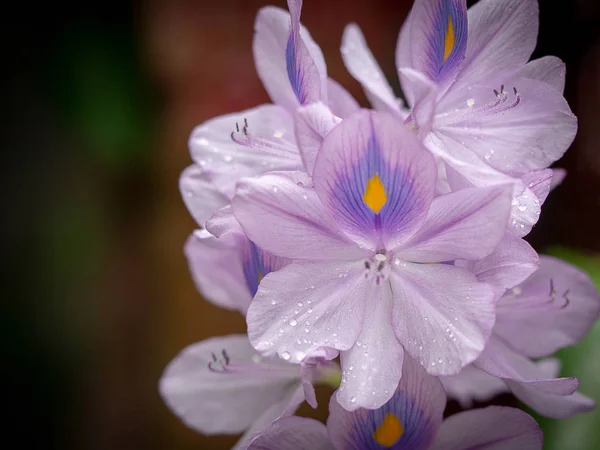 Belles Fleurs Violettes Jacinthe Eau Eichhornia Crassipes Fleurissent Dans Nature — Photo