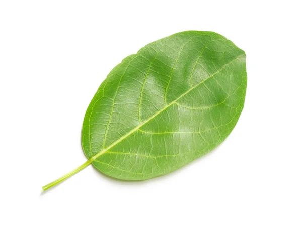 Exuberante Follaje Verde Hojas Naturaleza Aisladas Sobre Fondo Blanco — Foto de Stock