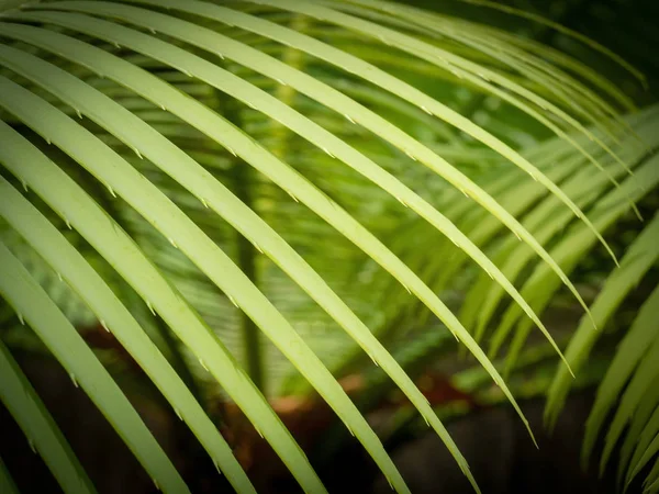 Zöld Trópusi Pálmalevél Virágos Mintás Fekete Háttér — Stock Fotó