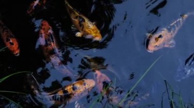 Sazan havuzda yüzer. Gölde balık portakalı. Yavaş çekim. 4k video