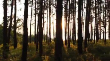 Gün batımında ormanda yolda ilk kişi bisiklet. Yavaş çekim. 4k video