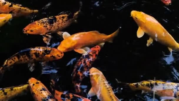 Las Carpas Nadan Estanque Naranja Pescado Lago Cámara Lenta Vídeo — Vídeo de stock