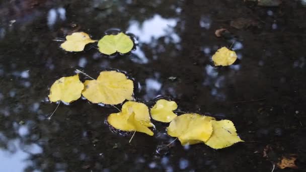 Hojas amarillas de otoño en el agua. Concepto de otoño. Dibuja el palo en el agua. Movimiento lento — Vídeo de stock