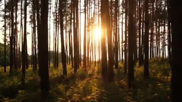 Kerékpározás Első Személy Úton Erdőben Naplementekor Lassított Videó — Stock videók