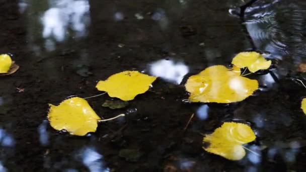 Hojas amarillas de otoño en el agua. Concepto de otoño. Dibuja el palo en el agua. Movimiento lento — Vídeo de stock