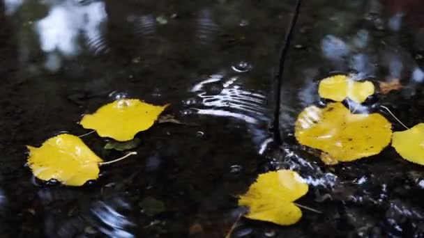 물에 노란 단풍. 가을 컨셉입니다. 물에 스틱을 그립니다. 슬로우 모션 — 비디오