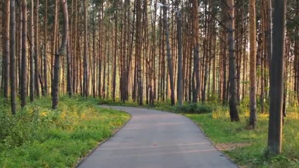 Cyclisme à la première personne sur la route dans la forêt au coucher du soleil. Au ralenti. Vidéo 4K 