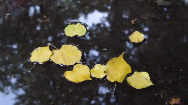 Κίτρινα Φθινοπωρινά Φύλλα Στο Νερό Φθινοπωρινή Ιδέα Αργή Κίνηση — Αρχείο Βίντεο