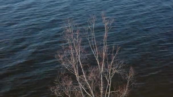 A lone tree near the water. Relaxing background, ecology concept — Stock Video