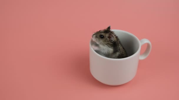 Närbild av en liten rolig miniatyr djungel hamster i en vit kopp. — Stockvideo