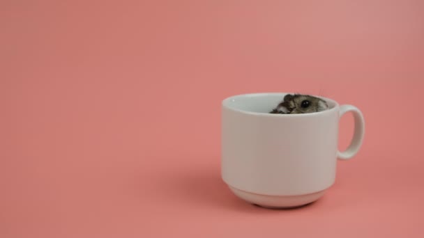 Primer plano de un pequeño hámster pequeño y divertido en miniatura en una taza blanca . — Vídeos de Stock