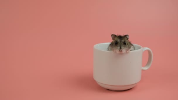 Närbild av en liten rolig miniatyr djungel hamster i en vit kopp. — Stockvideo