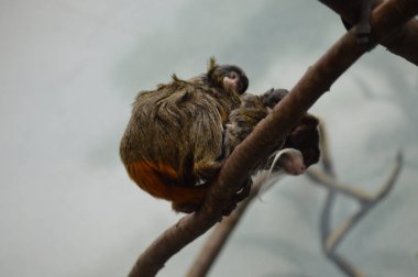 Emperor Tamarin yakın çekim