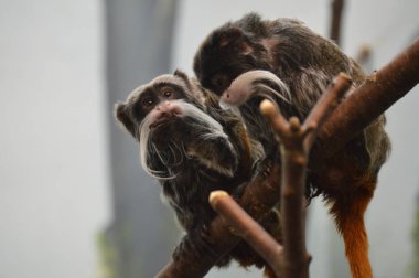 Emperor Tamarin yakın çekim