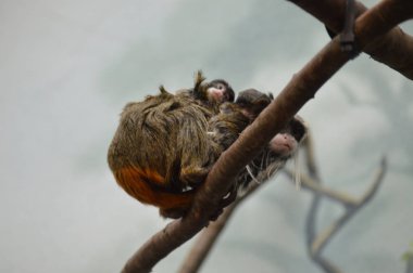 Emperor Tamarin yakın çekim