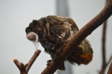 Emperor Tamarin yakın çekim