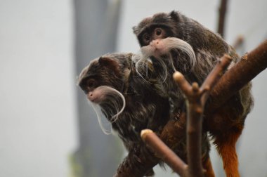 Emperor Tamarin yakın çekim